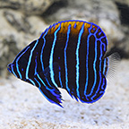 Blue Girdled Angelfish, Captive-Bred